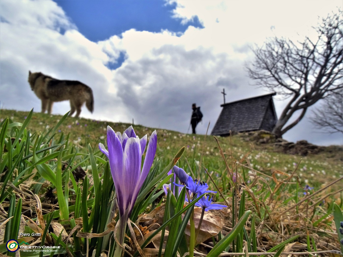 49 Crocus vernus (Crocus) e Scilla bifolia (Scilla silvestre) ai prati della Pigolotta di Valtorta .JPG -                                